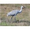 Image 1 : WEST TEXAS SANDHILL CRANE HUNT for TWO