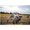 Image 2 : WEST TEXAS SANDHILL CRANE HUNT for TWO