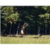 Image 2 : PENNSYLVANIA ELK COUNTRY EXPERIENCE