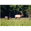 Image 3 : PENNSYLVANIA ELK COUNTRY EXPERIENCE