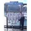 Image 1 : ALASKA CHARTERED FISHING TRIP FOR FOUR