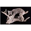Image 1 : Montana Bobcat Trophy Full Mount on Wood Stand