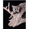 Image 2 : Montana Bobcat Trophy Full Mount on Wood Stand