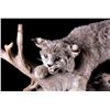 Image 3 : Montana Bobcat Trophy Full Mount on Wood Stand