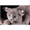 Image 4 : Montana Bobcat Trophy Full Mount on Wood Stand