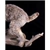 Image 5 : Montana Bobcat Trophy Full Mount on Wood Stand