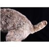 Image 6 : Montana Bobcat Trophy Full Mount on Wood Stand