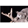 Image 8 : Montana Bobcat Trophy Full Mount on Wood Stand