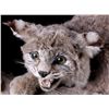 Image 9 : Montana Bobcat Trophy Full Mount on Wood Stand