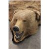 Image 10 : Trophy Alaskan Kodiak Grizzly Bear Rug EXCEPTIONAL