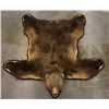 Image 13 : Trophy Alaskan Kodiak Grizzly Bear Rug EXCEPTIONAL