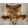 Image 15 : Trophy Alaskan Kodiak Grizzly Bear Rug EXCEPTIONAL