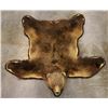 Image 1 : Trophy Alaskan Kodiak Grizzly Bear Rug EXCEPTIONAL