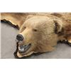 Image 2 : Trophy Alaskan Kodiak Grizzly Bear Rug EXCEPTIONAL