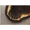 Image 4 : Trophy Alaskan Kodiak Grizzly Bear Rug EXCEPTIONAL