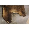 Image 8 : Trophy Alaskan Kodiak Grizzly Bear Rug EXCEPTIONAL