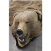 Image 9 : Trophy Alaskan Kodiak Grizzly Bear Rug EXCEPTIONAL