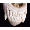 Image 10 : Excellent Large Alaskan Kodiak Grizzly Bear Skull