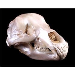 Excellent Large Alaskan Kodiak Grizzly Bear Skull