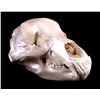 Image 1 : Excellent Large Alaskan Kodiak Grizzly Bear Skull
