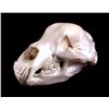 Image 2 : Excellent Large Alaskan Kodiak Grizzly Bear Skull