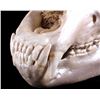 Image 3 : Excellent Large Alaskan Kodiak Grizzly Bear Skull