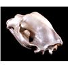 Image 8 : Excellent Large Alaskan Kodiak Grizzly Bear Skull