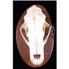 Image 10 : RARE Trophy Alaskan Polar Bear Skull