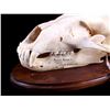 Image 11 : RARE Trophy Alaskan Polar Bear Skull