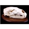 Image 12 : RARE Trophy Alaskan Polar Bear Skull