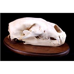 RARE Trophy Alaskan Polar Bear Skull