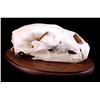Image 1 : RARE Trophy Alaskan Polar Bear Skull