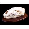 Image 2 : RARE Trophy Alaskan Polar Bear Skull