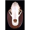 Image 3 : RARE Trophy Alaskan Polar Bear Skull