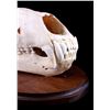 Image 5 : RARE Trophy Alaskan Polar Bear Skull
