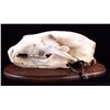 Image 6 : RARE Trophy Alaskan Polar Bear Skull
