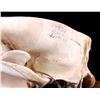 Image 7 : RARE Trophy Alaskan Polar Bear Skull