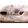 Image 8 : RARE Trophy Alaskan Polar Bear Skull