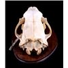 Image 9 : RARE Trophy Alaskan Polar Bear Skull
