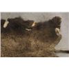 Image 15 : Native American Indian Painted Buffalo Hide