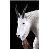 Image 3 : Alan Jorgensen Mountain Goat Sculpture