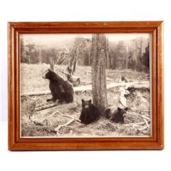 Original Haynes Yellowstone National Park Photo