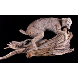 Montana Bobcat Trophy Full Mount on Wood Stand