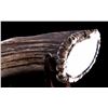 Image 7 : Muela Antler Handle Knife with Scabbard