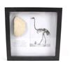 Image 2 : Elephant Bird Eggshell Ancient Fossil Madagascar
