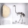 Image 3 : Elephant Bird Eggshell Ancient Fossil Madagascar