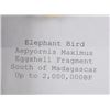 Image 5 : Elephant Bird Eggshell Ancient Fossil Madagascar