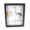 Image 6 : Elephant Bird Eggshell Ancient Fossil Madagascar