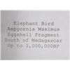 Image 8 : Elephant Bird Eggshell Ancient Fossil Madagascar