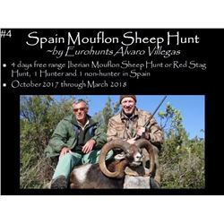 Spain Mouflon Sheep Hunt